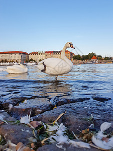 疣鼻天鹅站在布拉格河边附近图片