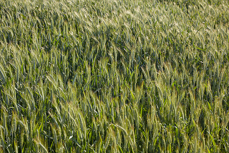 农村地貌的谷物田收割小麦在农庄图片