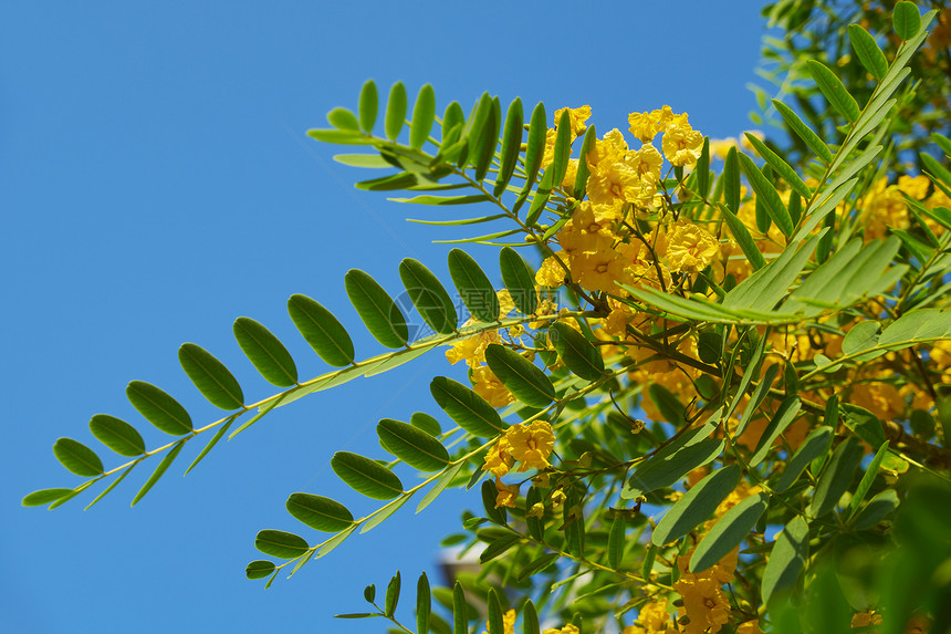 黄色JacarandaTipuanaTipu亦称Thipa玫瑰木和玻图片
