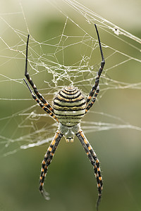 蜘蛛物种乌兰地通常被称图片