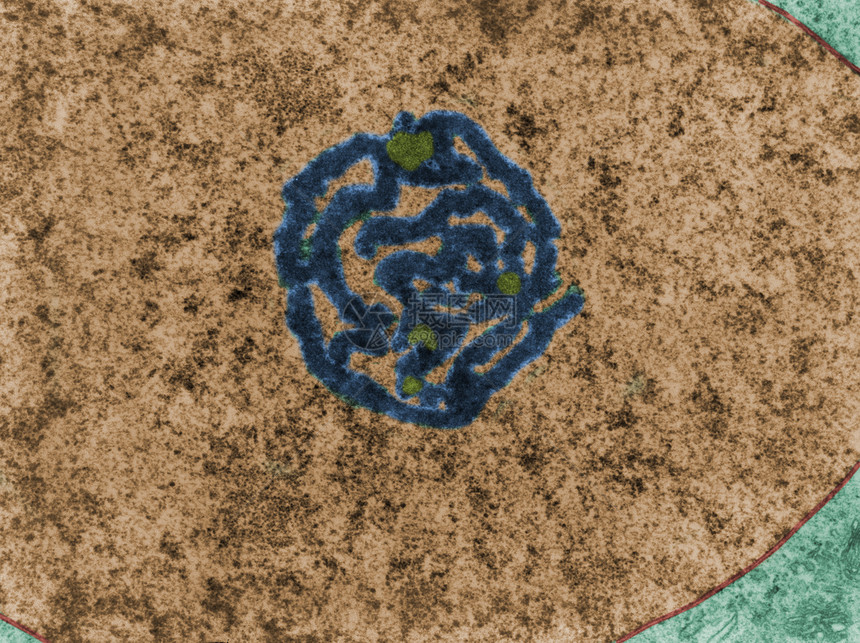显示核仁的假彩色透射电子显微镜TEM显微照片纤维成分显示为称核仁图片
