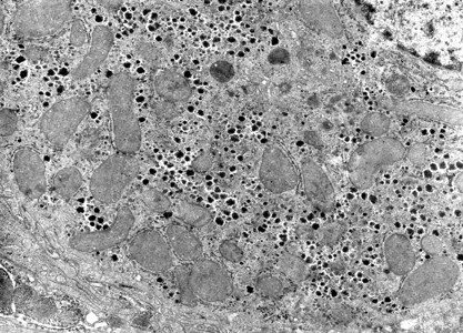 精细结构糖原细胞生物学高清图片