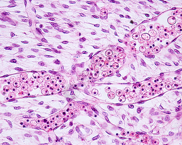 胚胎组织中的血管高清图片