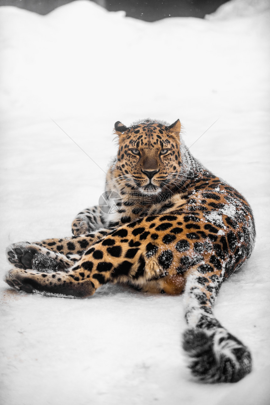 美丽的阿穆尔豹在雪中躺着图片