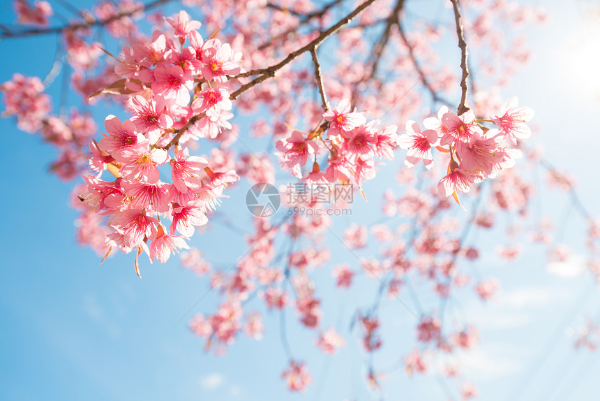 春天美丽的樱花樱花蓝图片