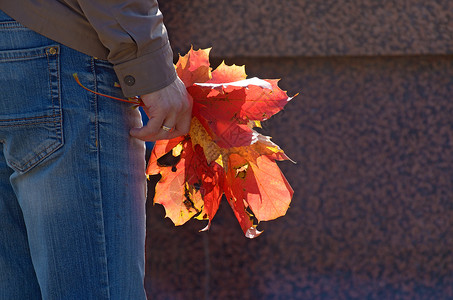 男人手中的枫叶秋天的树叶很美背景图片