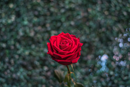 红色玫瑰花自然美丽的花朵来自绿色自然背景的花园图片