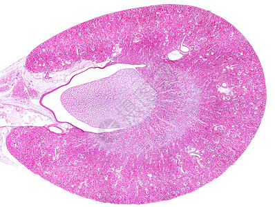 用苏木精和伊红染色的大鼠肾脏的光学显微照片横截面显示了外周肾皮质图片