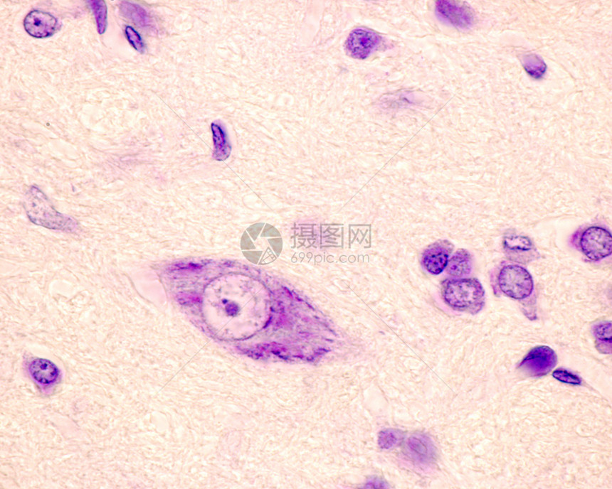 用甲酚紫染色的神经元显示位于大核仁附近的Barr体图片