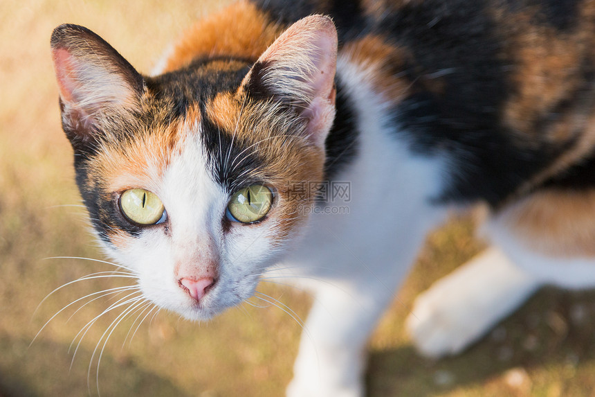 闭上黄猫的眼睛图片