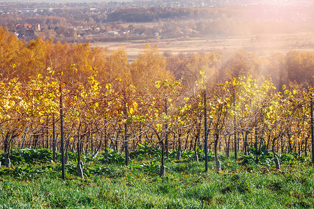 秋葡萄园和葡萄树枝图片