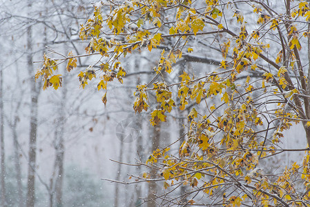 冬季公园的黄叶图片