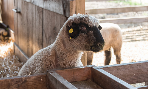 农场谷仓里的大羊图片