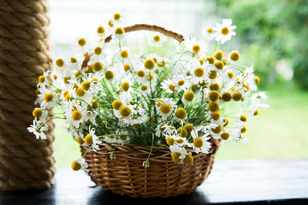 篮子里的黛西花朵花园里图片