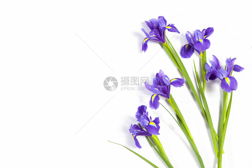 白色背景上的紫罗兰色鸢尾花图片