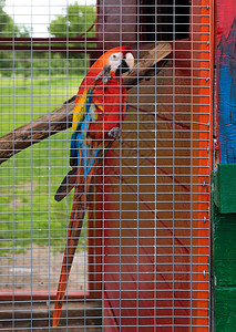 农场篱笆后面的大彩色鹦鹉图片