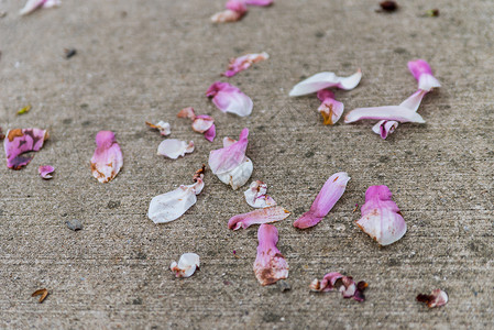 地上的粉红色花朵图片