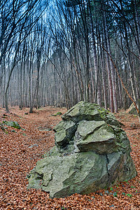 大块石头覆盖着森林中的苔树木和大块图片