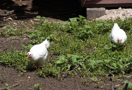 农场绿草上的白鸡图片