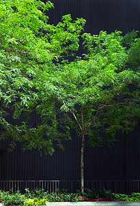 黑色大建筑旁的绿树背景图片