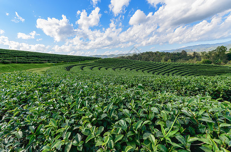 美丽的茶叶种植园图片