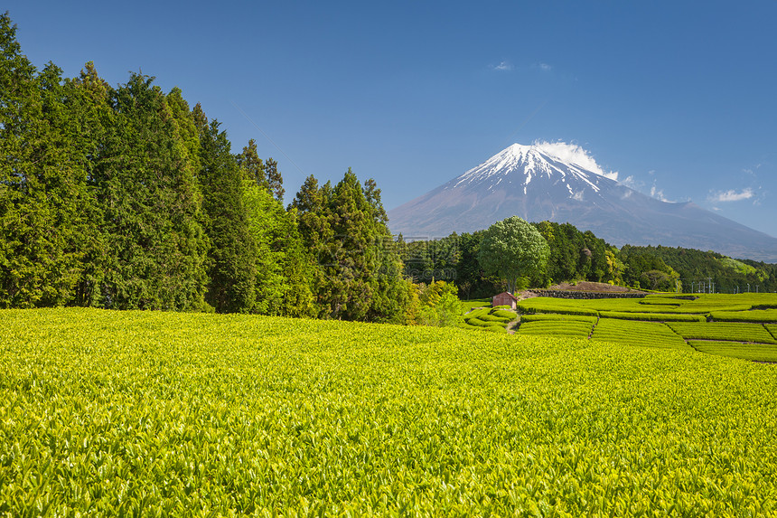 静冈县春天的茶园和富士山图片