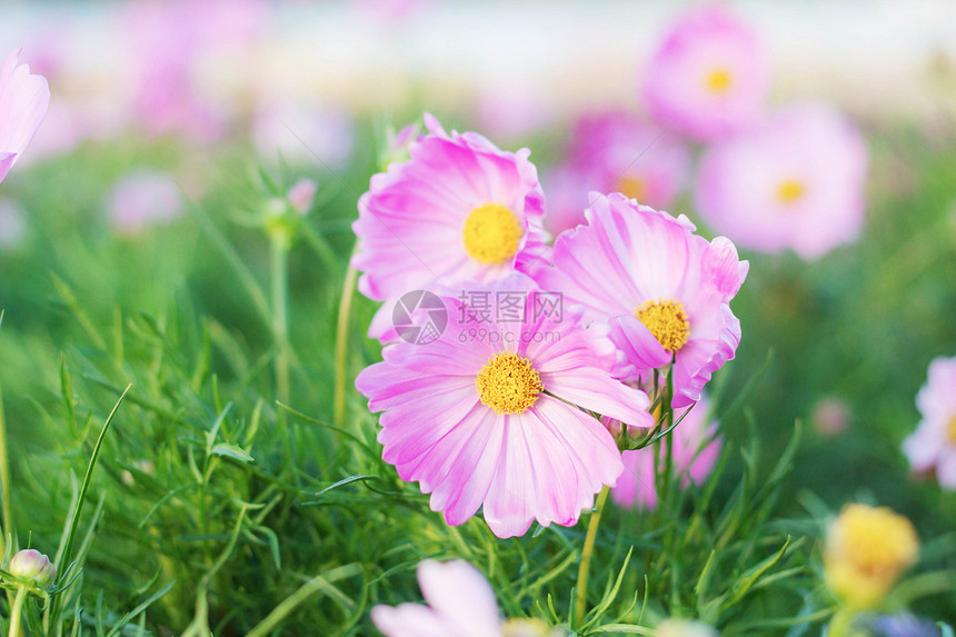 花园中粉红色波斯菊的美丽图片