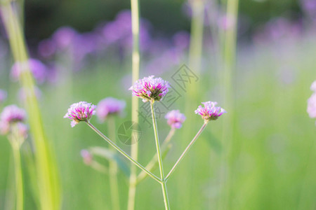 自然绿色背景下的紫色花朵图片