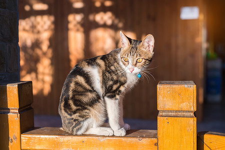 家猫简介图片