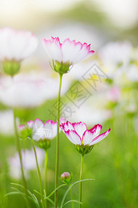 绿色自然清新的白色波斯菊花图片