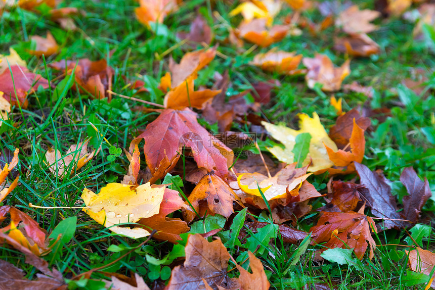 秋季公园地面上的干叶图片