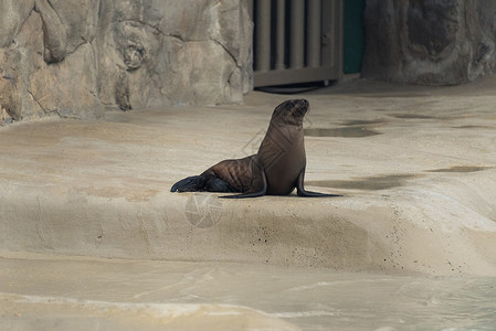 动物园里的小海豹幼崽图片