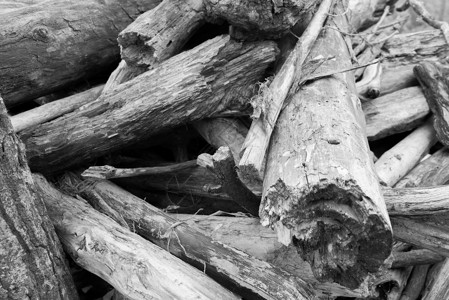 湖滩上的干旧木头图片