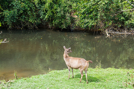 泰国呵叻府考艾公园的水鹿东南亚和印度鹿站在盐舔高清图片