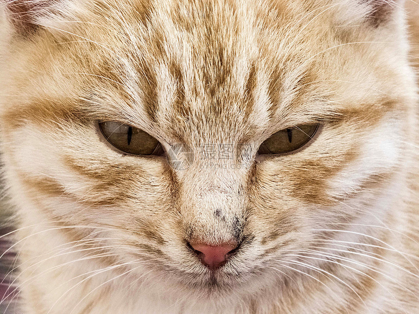 黄毛猫最美的黄毛猫眼密切关注猫眼图片