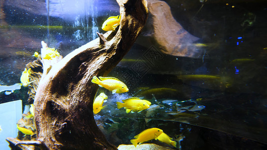 可爱的鱼在水族馆黄色和红色金鱼在水族馆游泳两条金鱼在图片