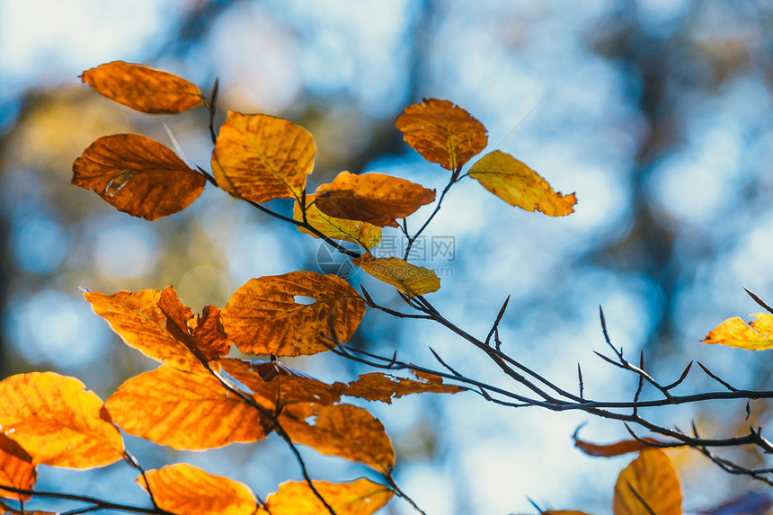 以蓝天为背景的五颜六色的秋叶图片