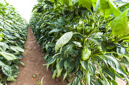以色列温室中的绿胡椒约旦河谷橘子园中甜菜的工业增长背景图片