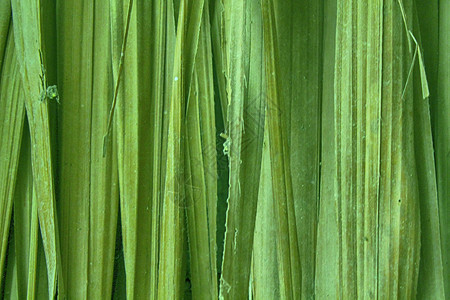 绿色竹墙纹理背景木质纹理图片