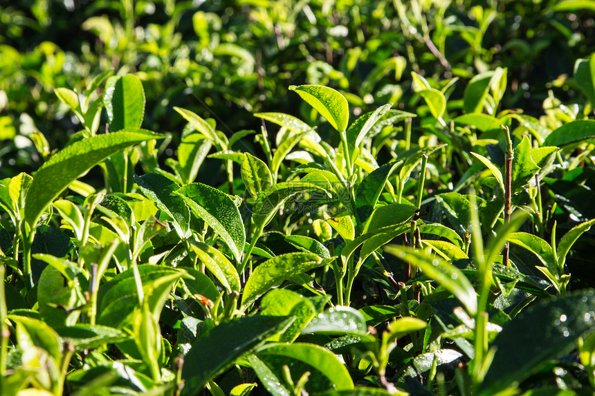 早上茶园里的绿茶叶特写绿茶叶图片