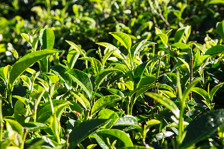 早上茶园里的绿茶叶特写绿茶叶图片