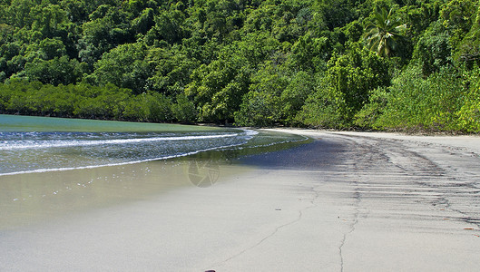 澳大利亚Daintree公园植图片