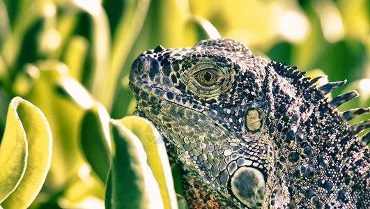 Iguana与植被背图片