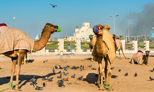 卡塔尔首都多哈SouqWaqi背景图片