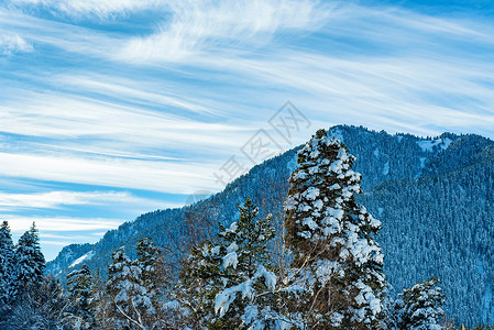 冬天的山脉和厚的冷杉树覆盖着雪戏剧天空下的针叶山地森林风景秀丽的图片