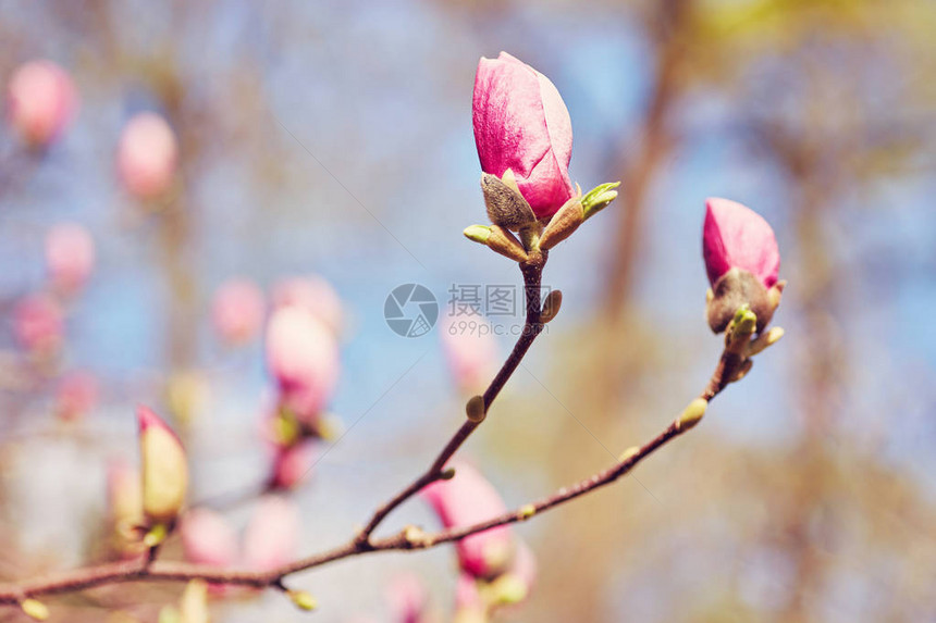 花木兰开花以为背景春天的花朵图片