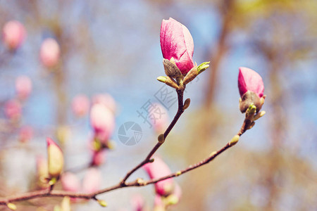 花木兰开花以为背景春天的花朵图片