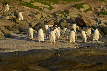 野生动物企鹅背景图片