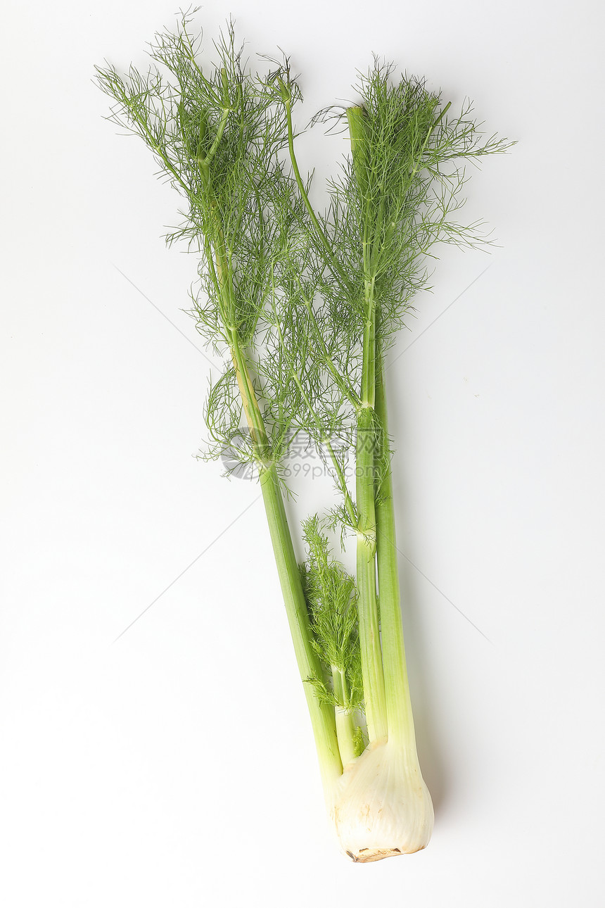 白色背景上长的绿色茎叶茴香根图片