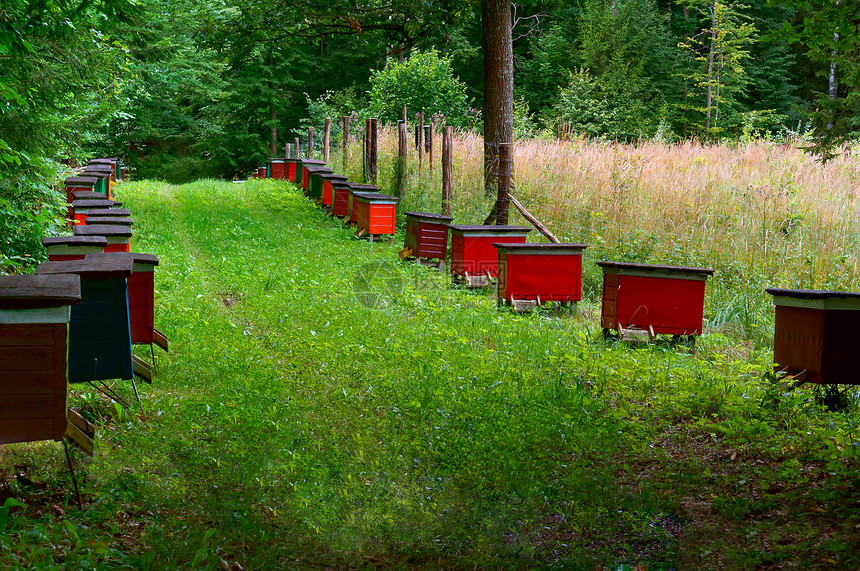 森林中的蜜蜂养场蜜蜂的房子蜜蜂图片